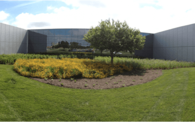 GM Native Wildflower Habitat