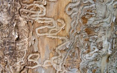 3 Signs Your Kansas City Trees have an Emerald Ash Borer Infestation