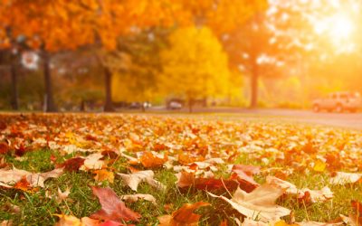 Is raking leaves off your lawn really necessary?