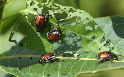 Japanese Beetles + Pests in Kansas City Landscapes – Summer 2019