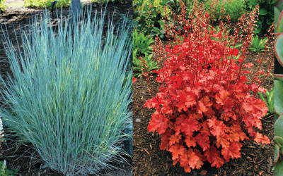 Our Favorite Heat-Resistant Plants